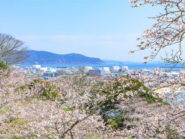 お花見